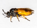 Arge melanochra